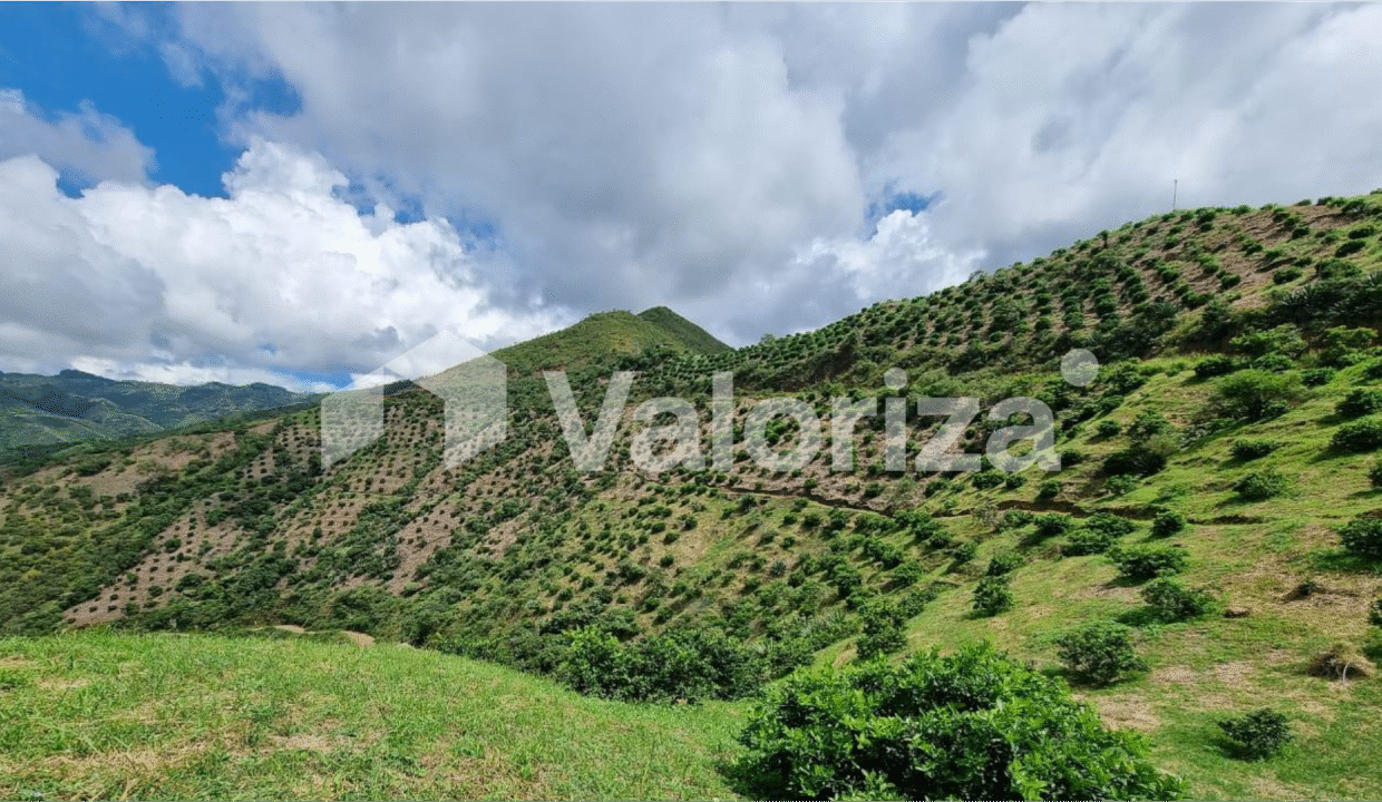 vista_10
